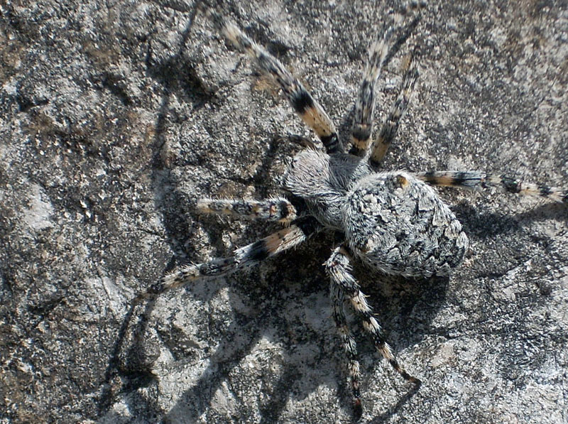 Araneus angulatus?